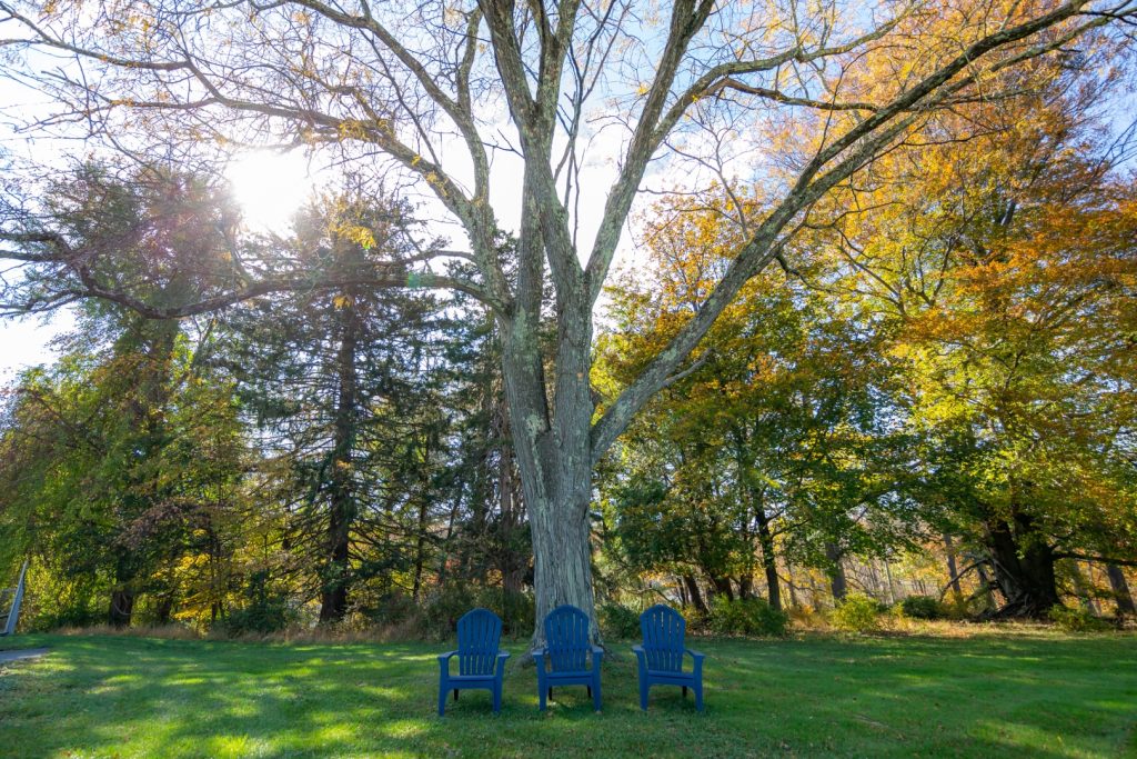 Chairs under a large tree